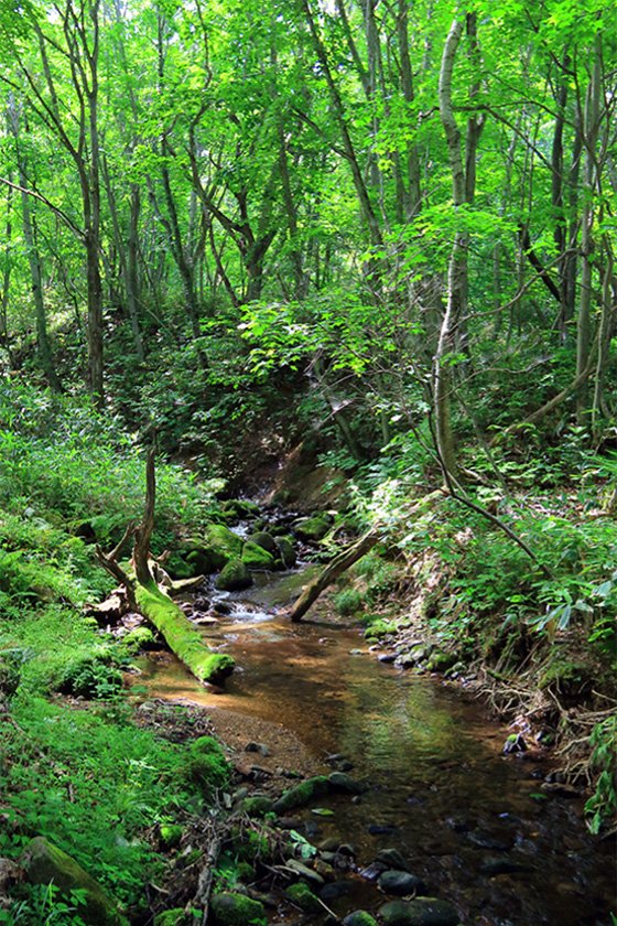 Teine Forest, one of the Materials' Forests (Sapporo, Hokkaido)