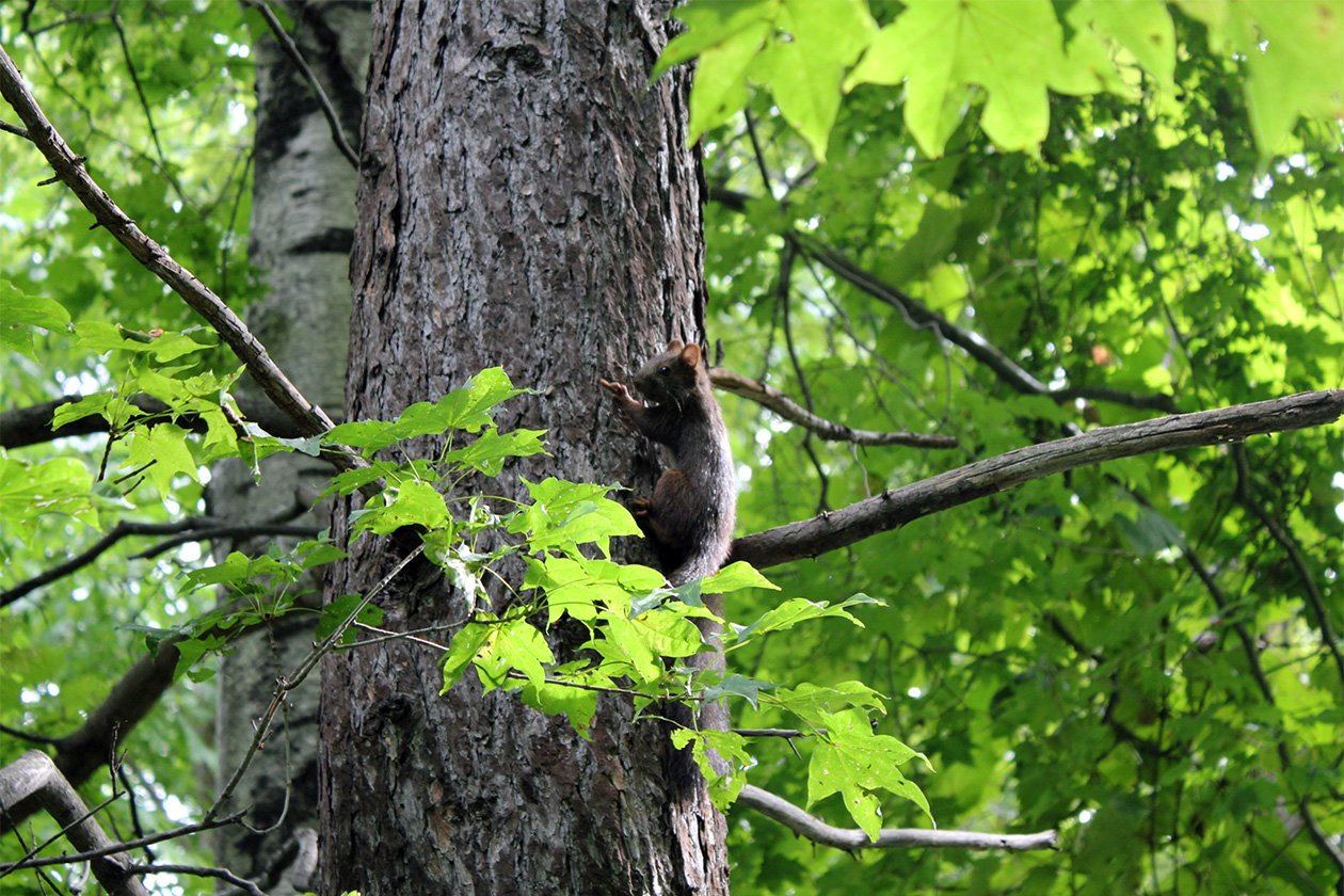 Teine Forest, one of the Materials' Forests (Sapporo, Hokkaido)