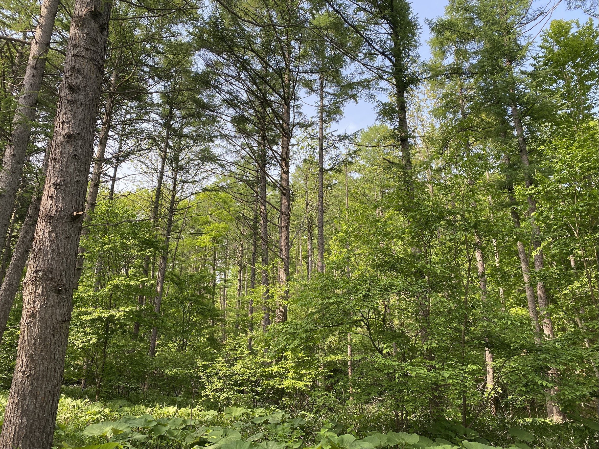 Hayakita Forest