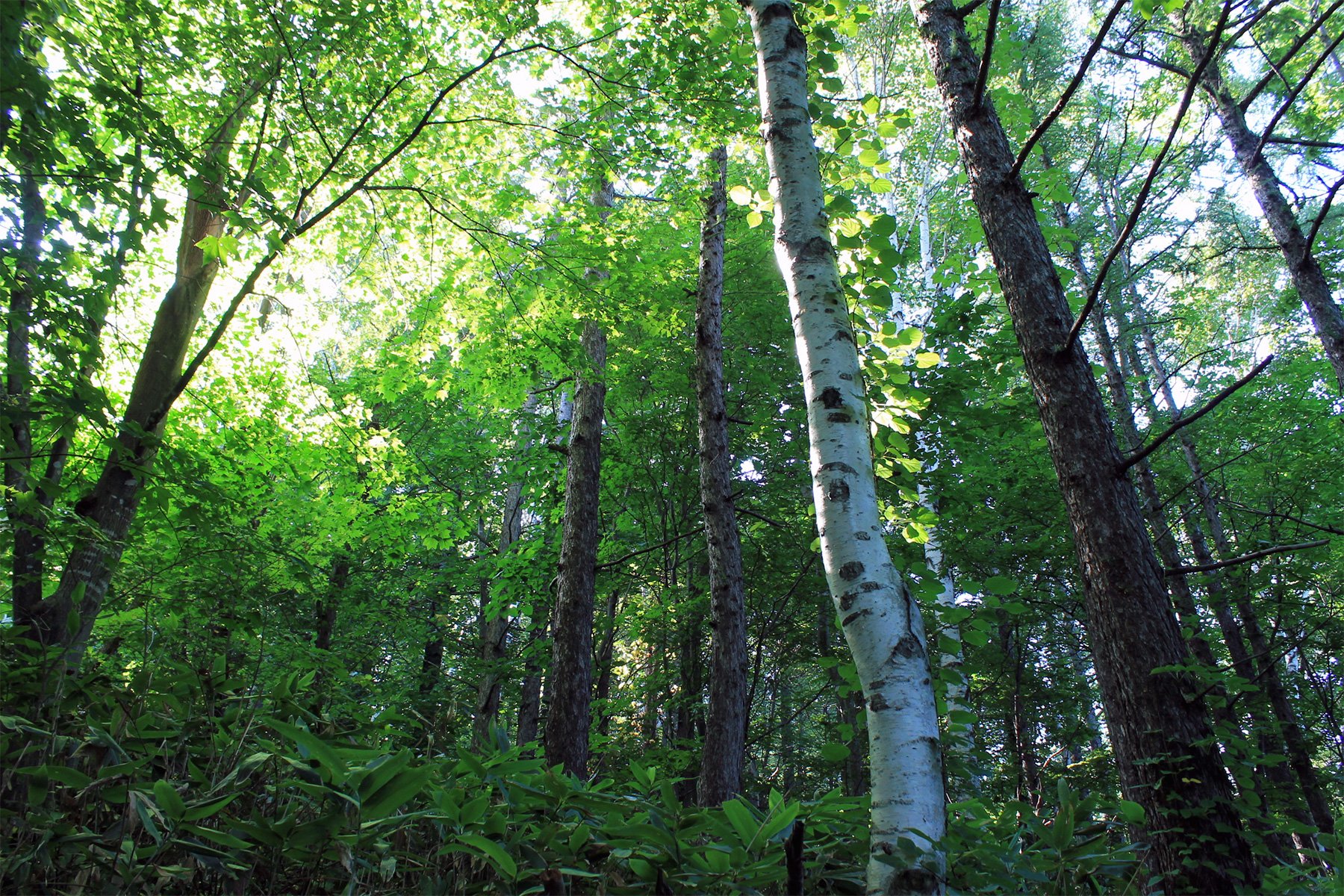 Teine Forest, one of the Materials' Forests (Sapporo, Hokkaido)