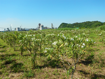 広大な育苗所～白い花が咲いた夾竹桃の苗～