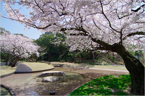 庭園「桜楽苑」