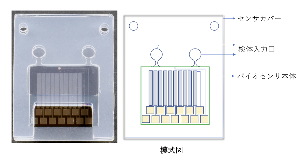 新開発のバイオセンサ