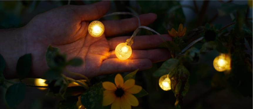 植物発電